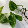 Bioactive vivarium supplies Image 4