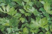 (C) Celery Jemny seeds 2g (210541)