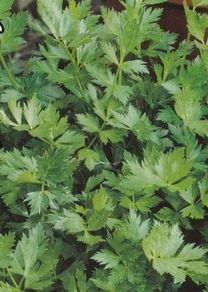(C) Celery Jemny seeds 2g (210541)