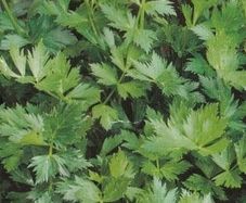 (C) Celery Jemny seeds 2g (210541)
