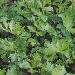(C) Celery Jemny seeds 2g (210541)
