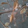 Gold Decorative Branches Image 3