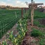 Laurel Hedging Image 5