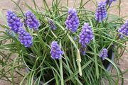 5 Muscari Bulbs for 1 Euro