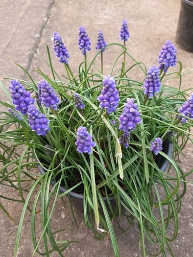 5 Muscari Bulbs for 1 Euro