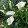 plants Image 2