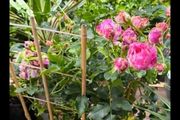 garden plants