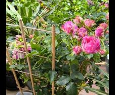 garden plants