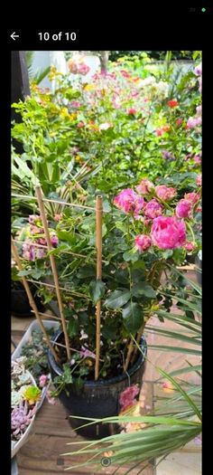 garden plants
