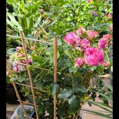 garden plants