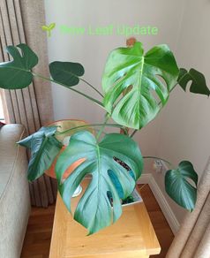 Monstera Plant + Pot