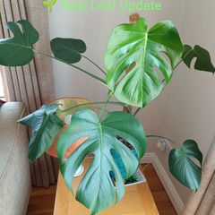 Monstera Plant + Pot