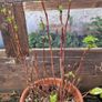 raspberry plants Image 2