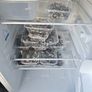 Live ragworms for sea fishing Image 4