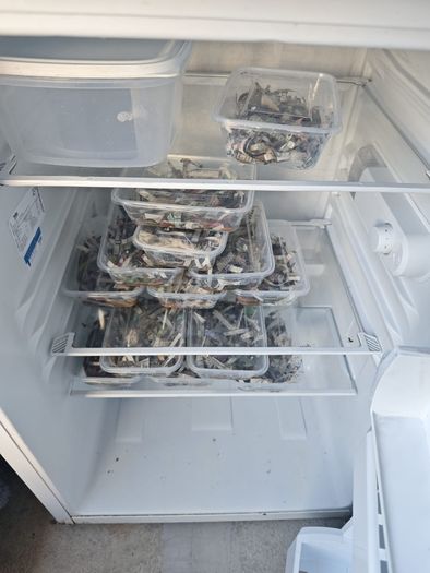 Live ragworms for sea fishing