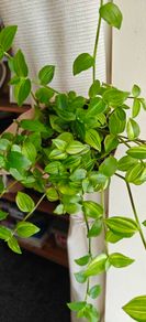 Tradescantia Flumensis Variegated large plant