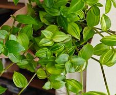 Tradescantia Flumensis Variegated large plant