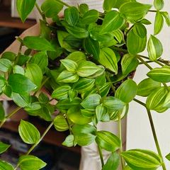 Tradescantia Flumensis Variegated large plant