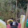 Eucalyptus Gunni tree Image 2