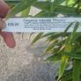bamboo plant Image 2