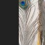Peacock Feather Image 2