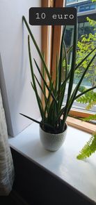 Indoor plants