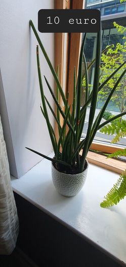 Indoor plants