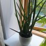 indoor plants Image 4