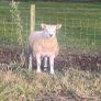 Pbr Texel Rams Image 3