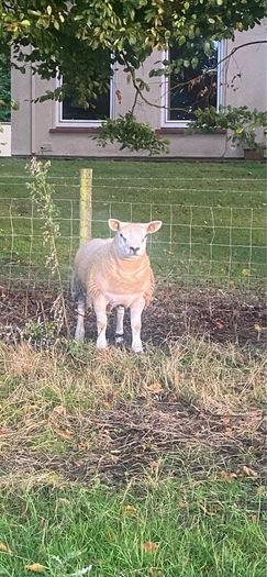 Pbr Texel Rams