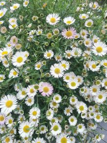 Erigeron karvinskianus (Mexican Fleabane)