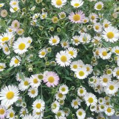 Erigeron karvinskianus (Mexican Fleabane)