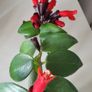 Aeschinantus Mona Lisa. Lipstick plant. House plant. Image 7