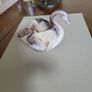 Swan glass ornament Image 3