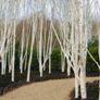 White Birch Trees 13ft / 4 meters Image 3