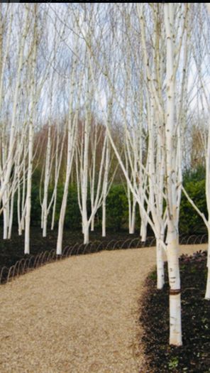 White Birch Trees 13ft / 4 meters