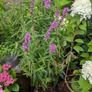 Lythrum salicaria Image 4