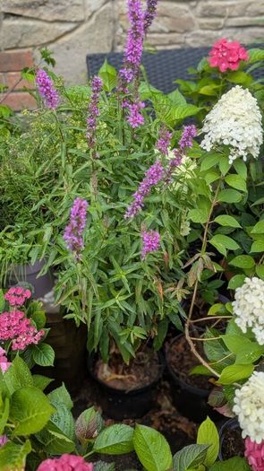 Lythrum salicaria