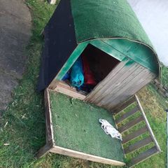 Dog House