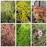 Flowering Shrubs, Two Euros Image 3