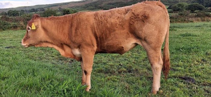 Pedigree Registered Limousin Heifers