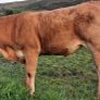Pedigree Registered Limousin Heifers Image 3