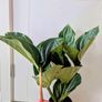 Medinilla Maginifica Plant Image 5