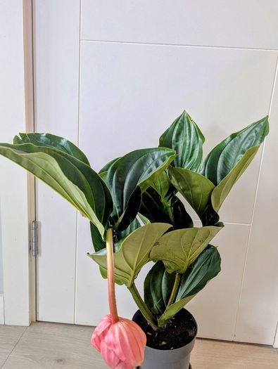Medinilla Maginifica Plant