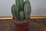 Multi stem cactus