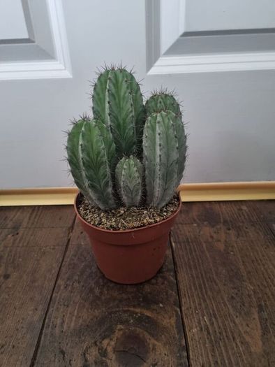 Multi stem cactus