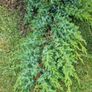 hedge/bush Image 5