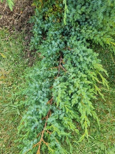 hedge/bush