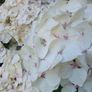 Hydrangea Image 7