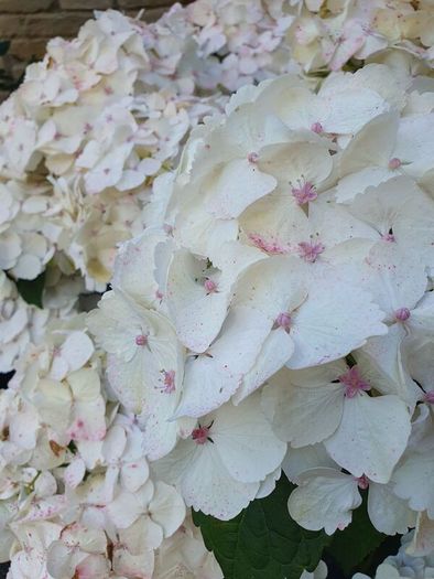 Hydrangea